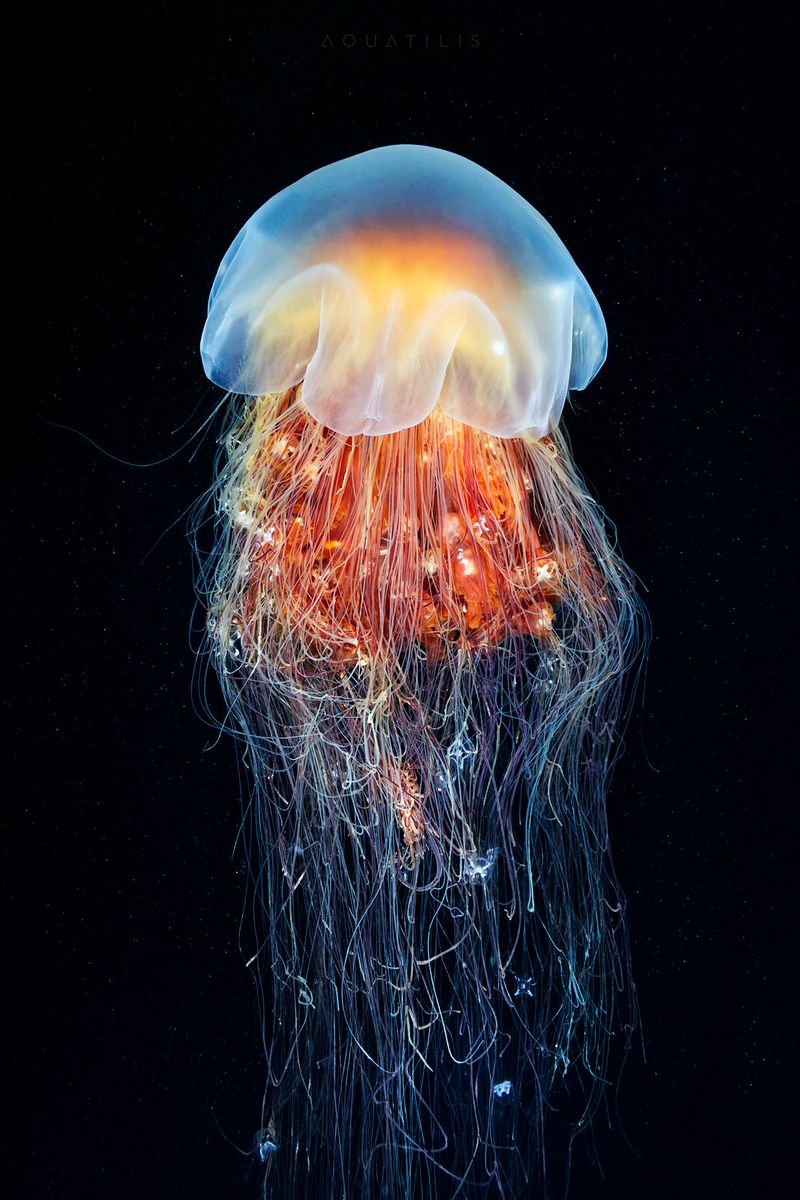 Lion's Mane Jellyfish