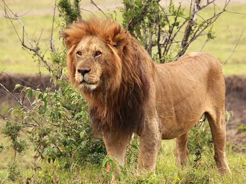 Lion