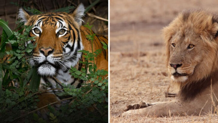 Lion vs Tiger: 15 Fierce Facts That Reveal Who’s Really King