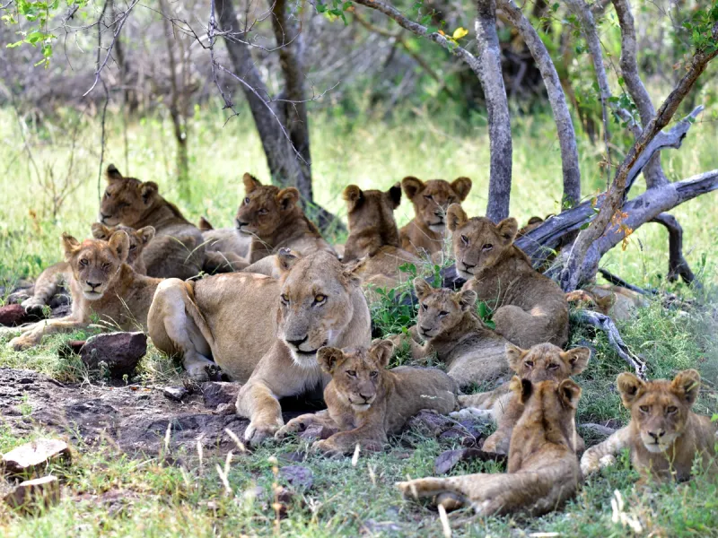 Lion