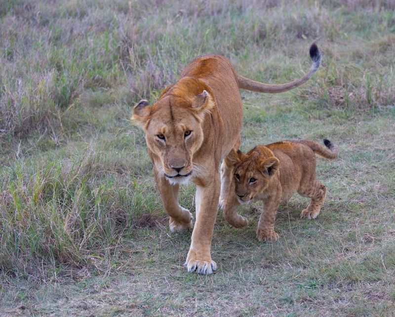 Lioness