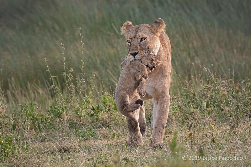 Lioness