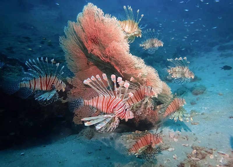Lionfish