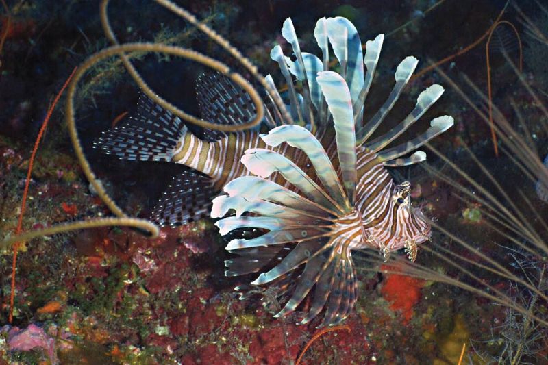 Lionfish