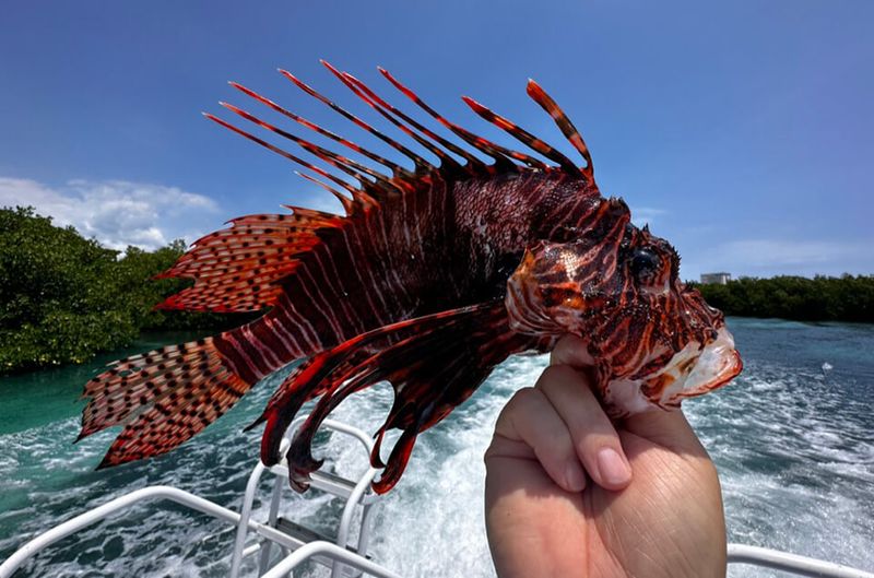 Lionfish
