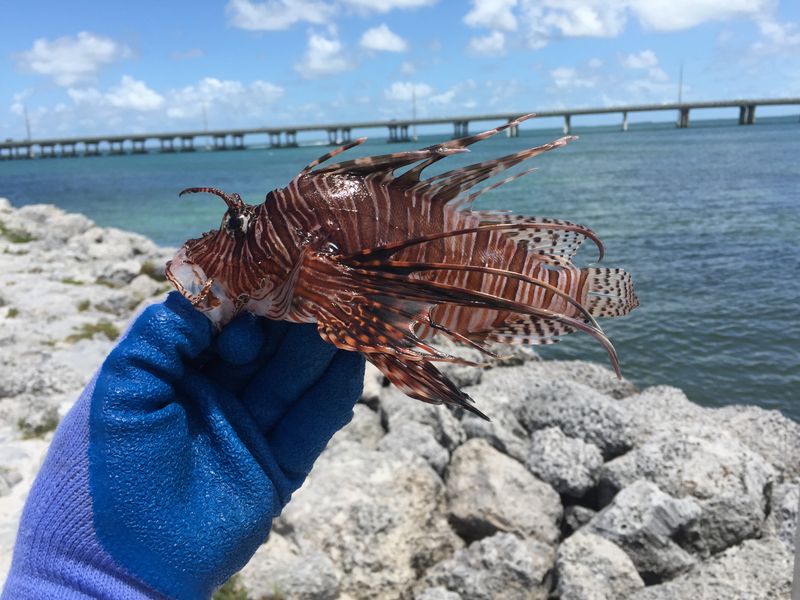 Lionfish