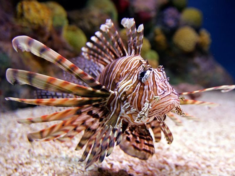 Lionfish