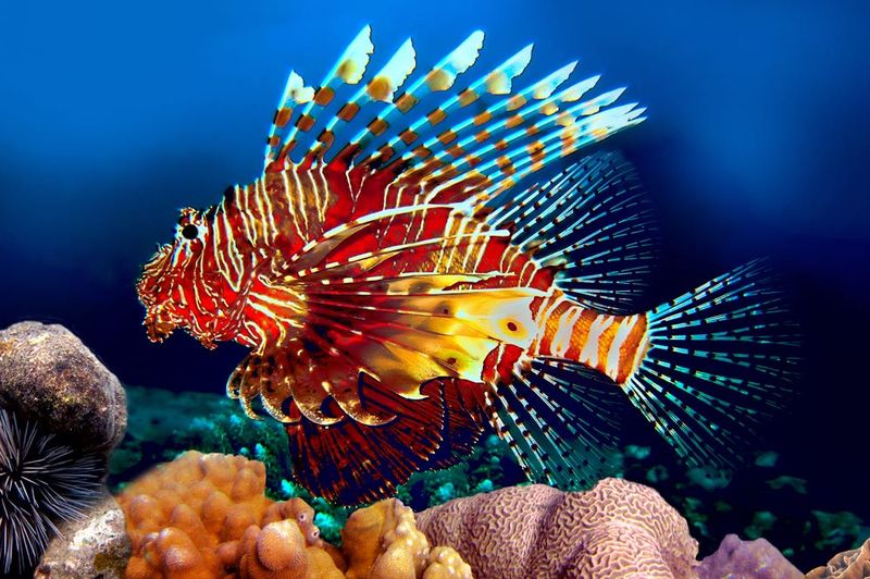 Lionfish