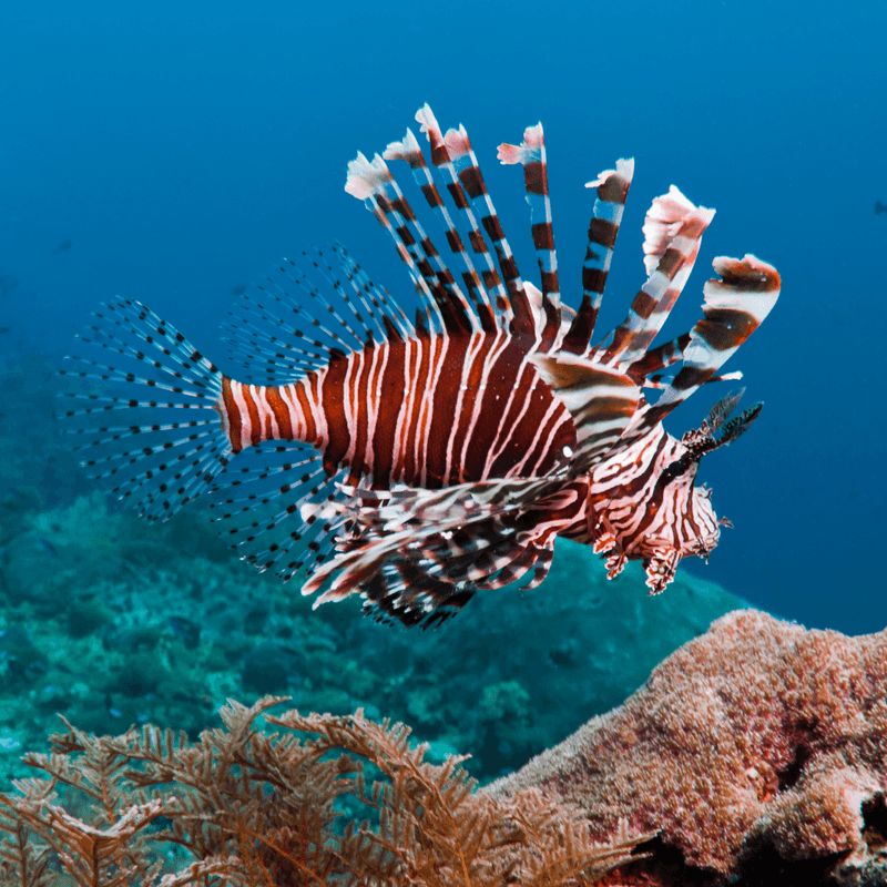 Lionfish