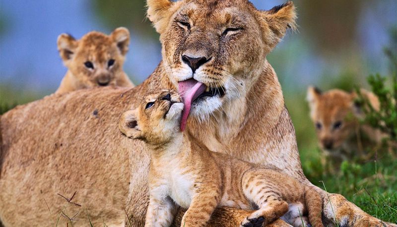 Lions
