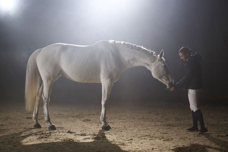 Lipizzaner