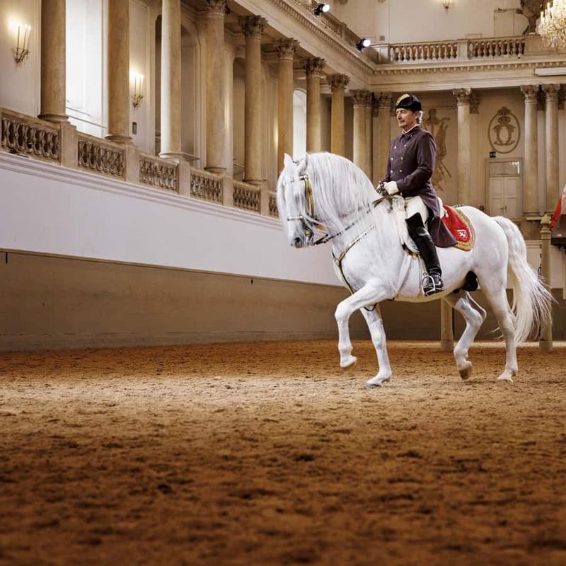 Lipizzaner