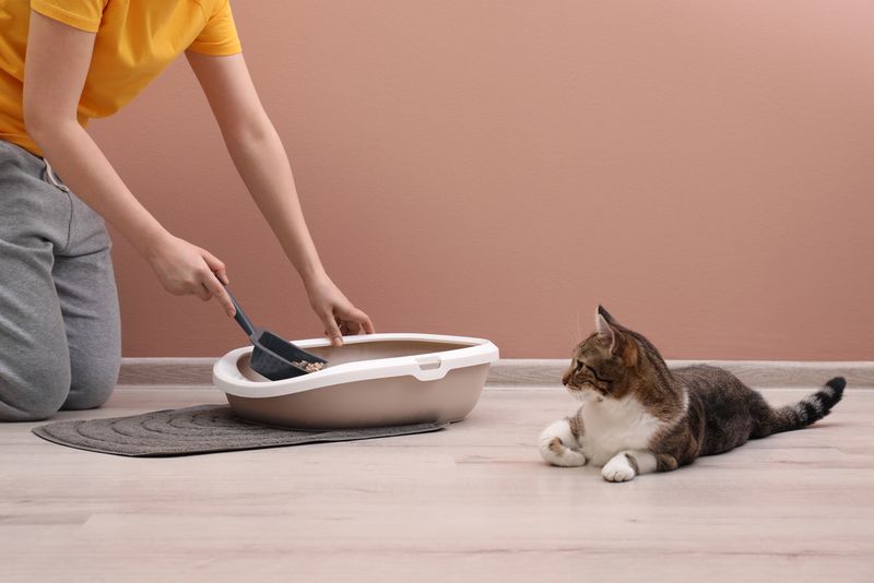 Litter Box Duty