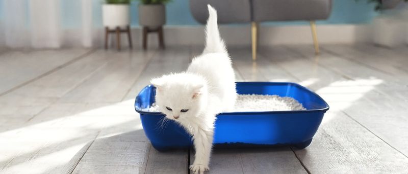 Litter Box Location