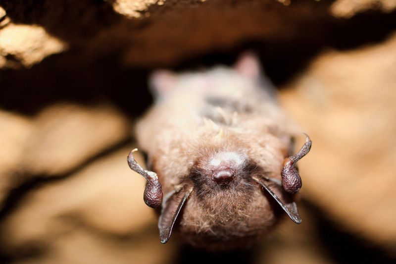 Little Brown Bat