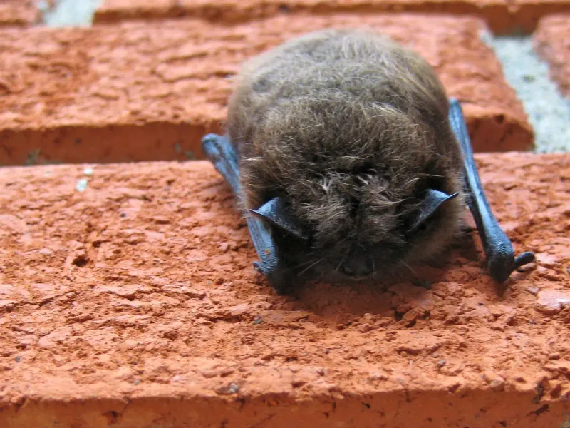 Little Brown Bat