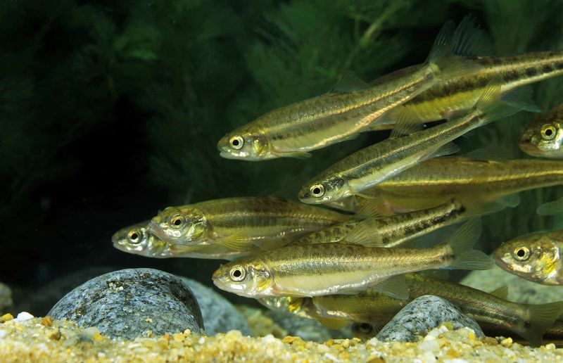 Lively Minnow Schools