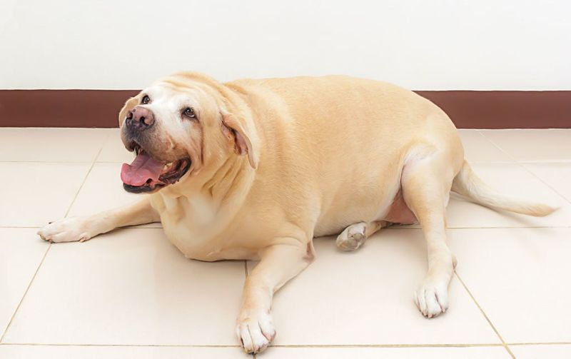 Liver Disease