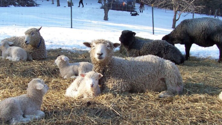 Livestock Breeds That Saved Early American Settlers (But Have Nearly Vanished Today)