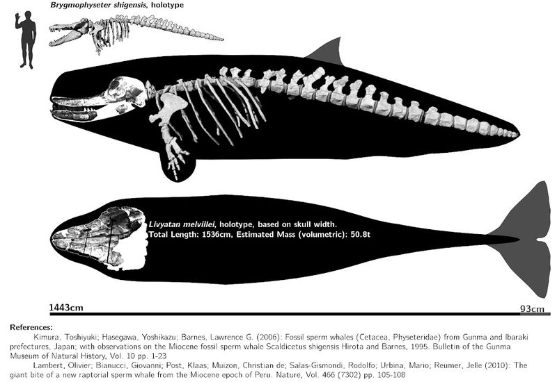 Livyatan's Evolutionary Lineage