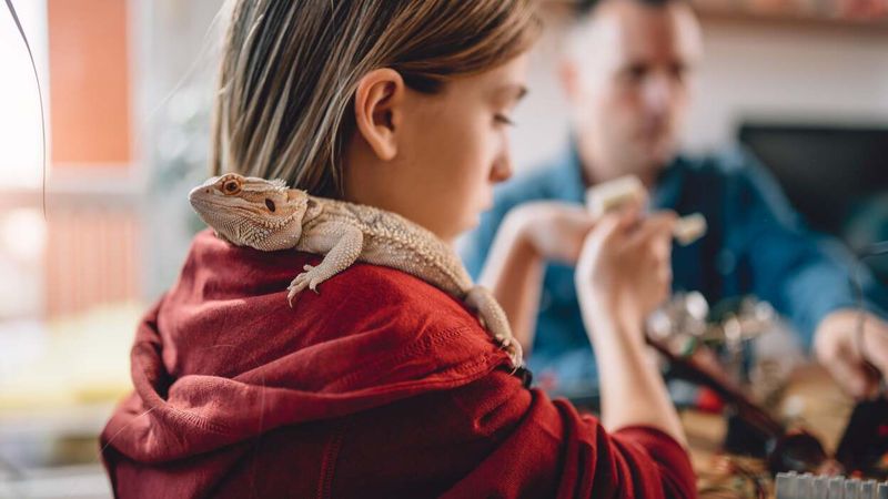 Lizard