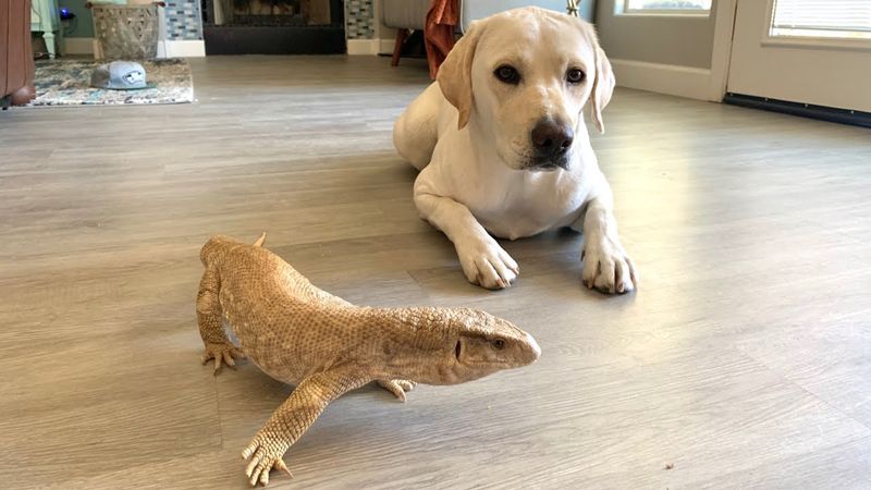 Lizard