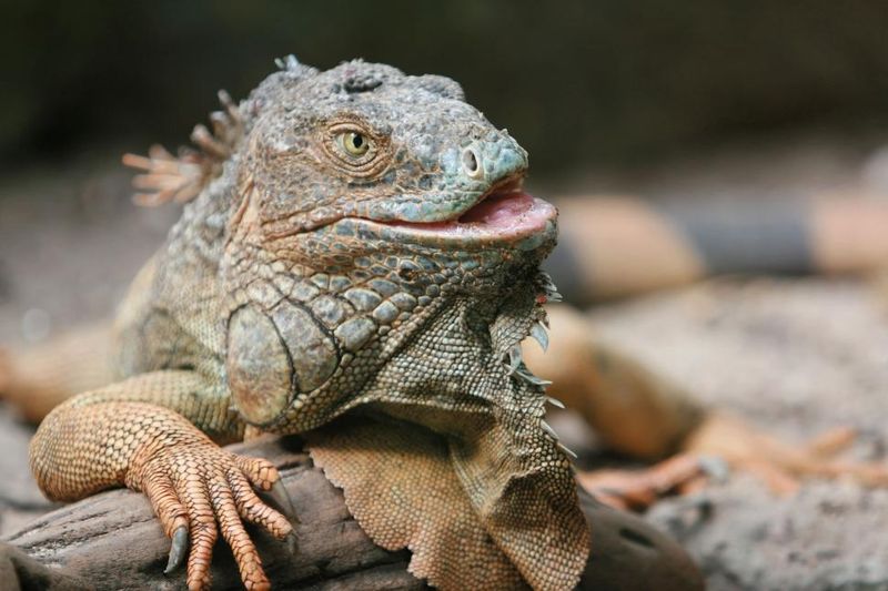 Lizards
