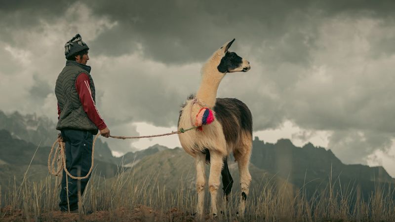 Llamas