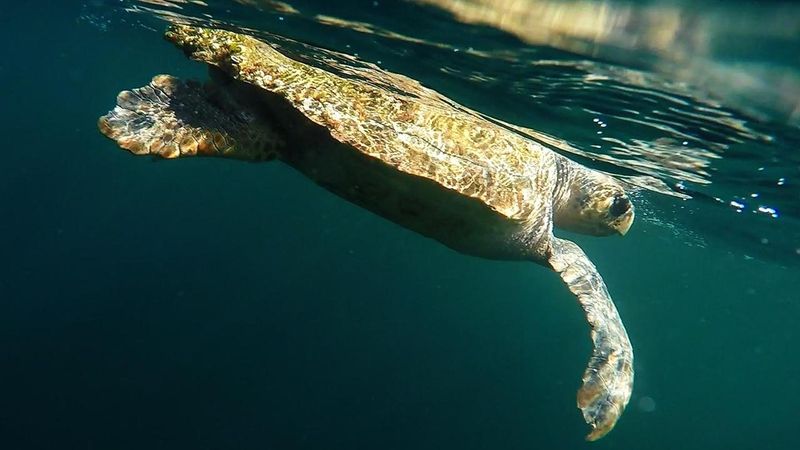 Loggerhead Sea Turtle Migration