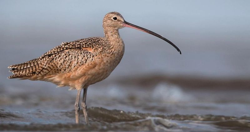 Long-billed Curlew