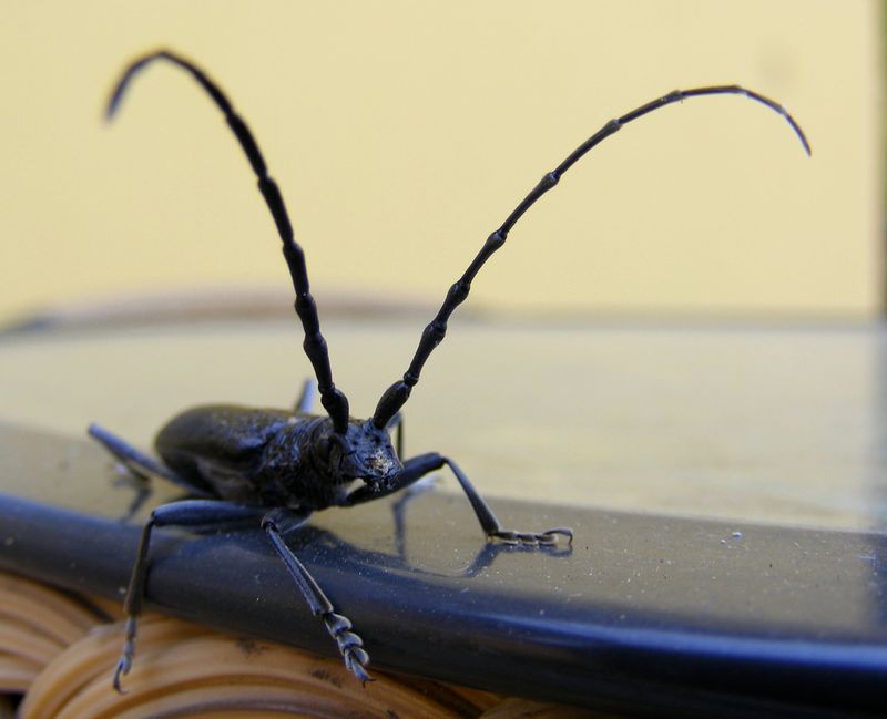 Long-horned Beetle