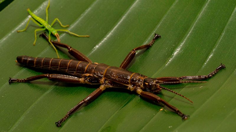 Lord Howe Stick Insect