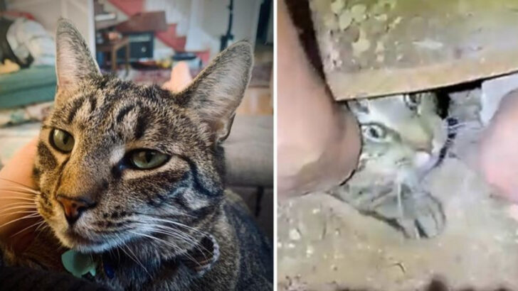 Lost and Found: Unbelievable Pet Reunions That Actually Happened