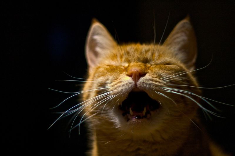 Loud Meowing at Night