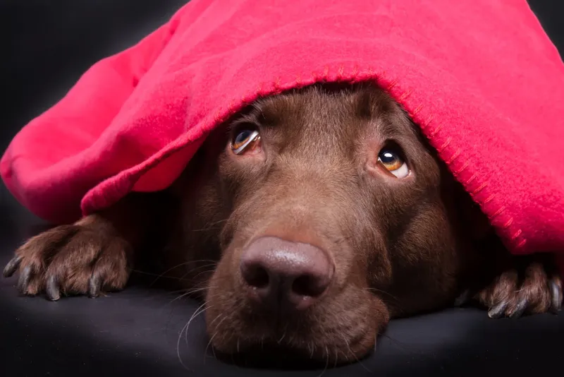 Loud Parties Stress Dogs