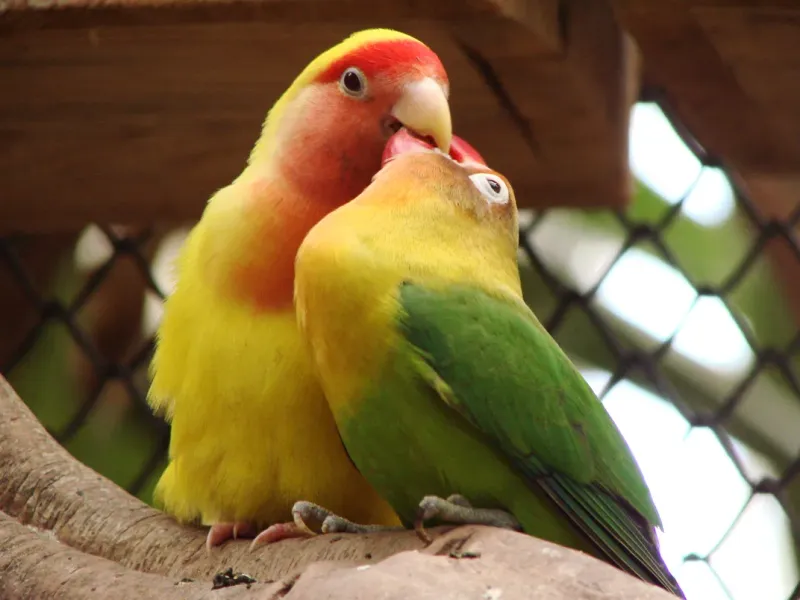 Lovebird