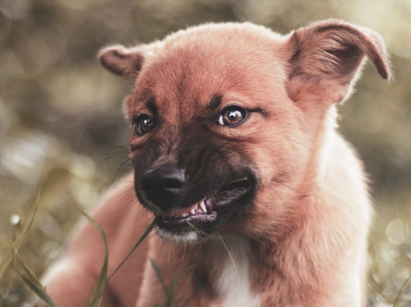 Low Growl