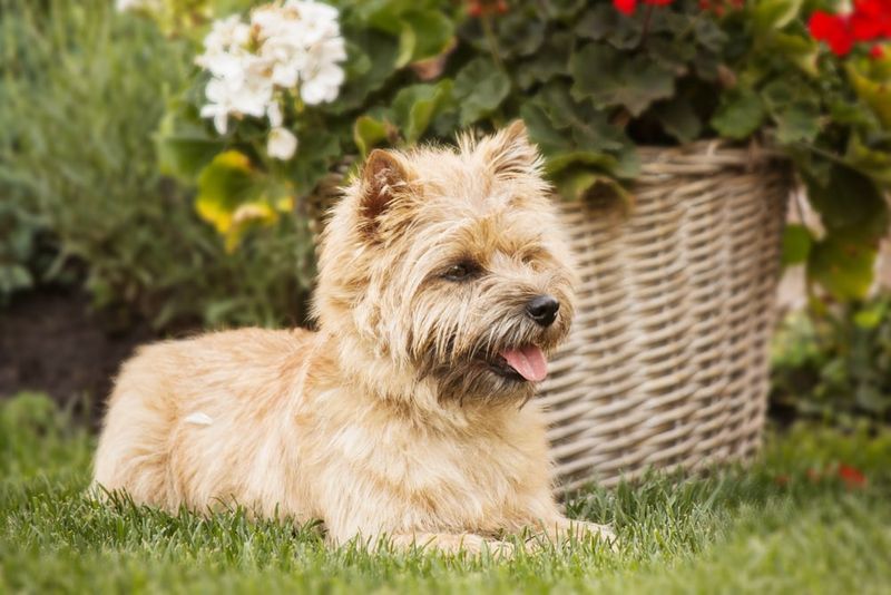 Low Maintenance Grooming