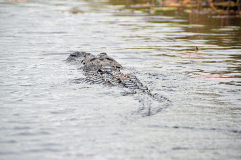 Loxahatchee River, Florida