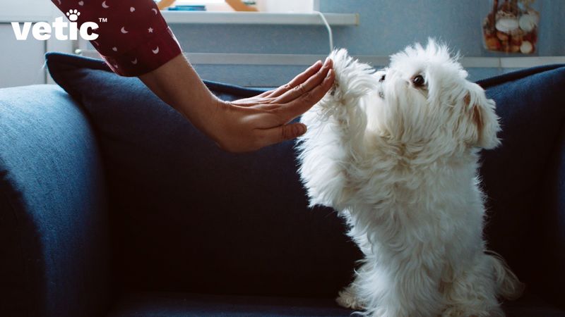 Loyal Companion