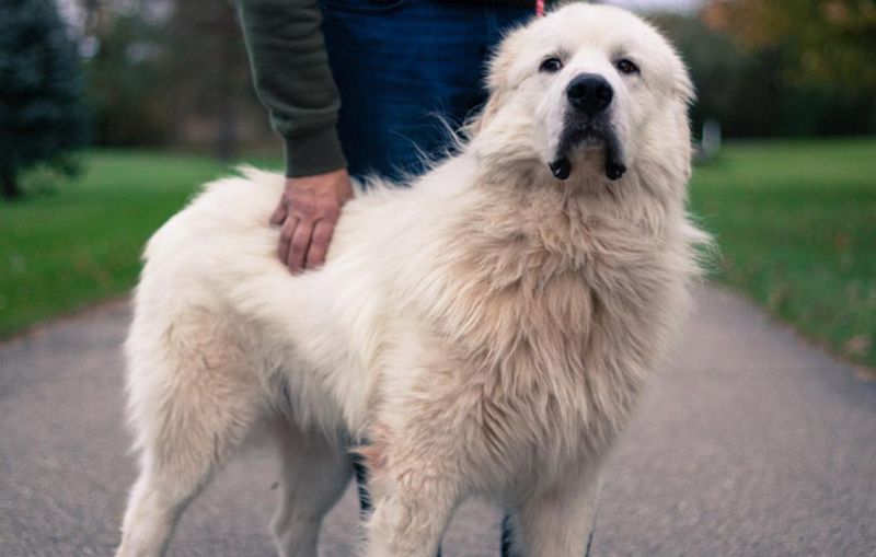 Loyal Protector