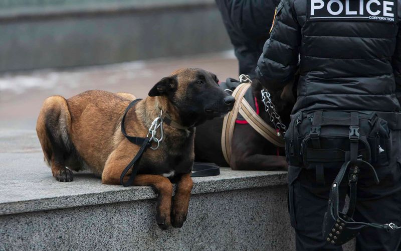 Loyalty and Dedication