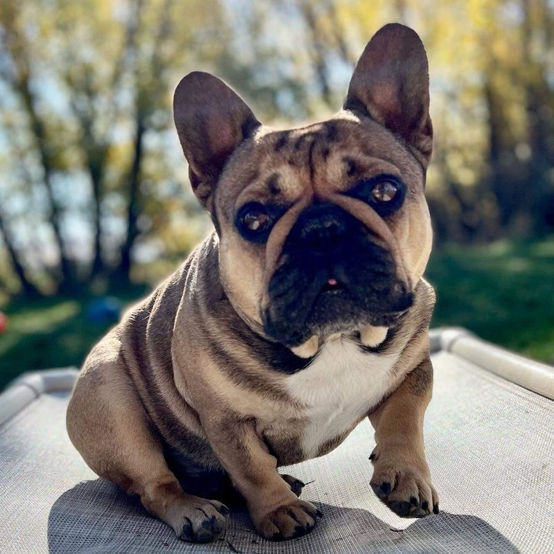 Luna - French Bulldog