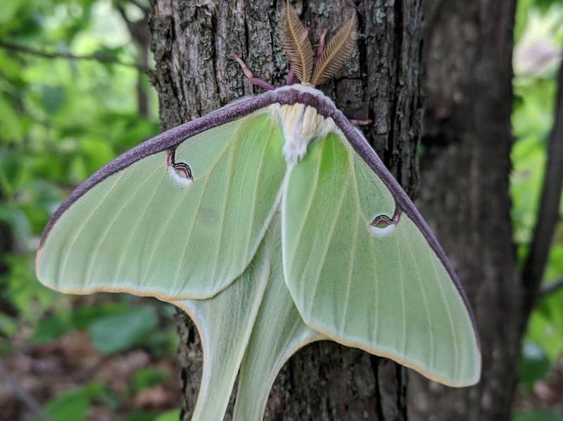Luna Moth