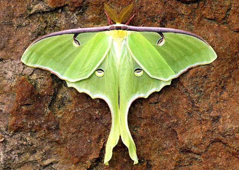 Luna Moth