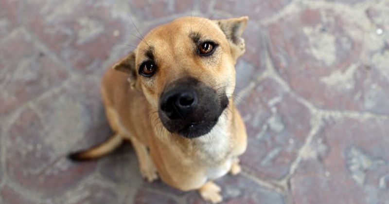 Luna the Boxer-Golden Retriever Mix