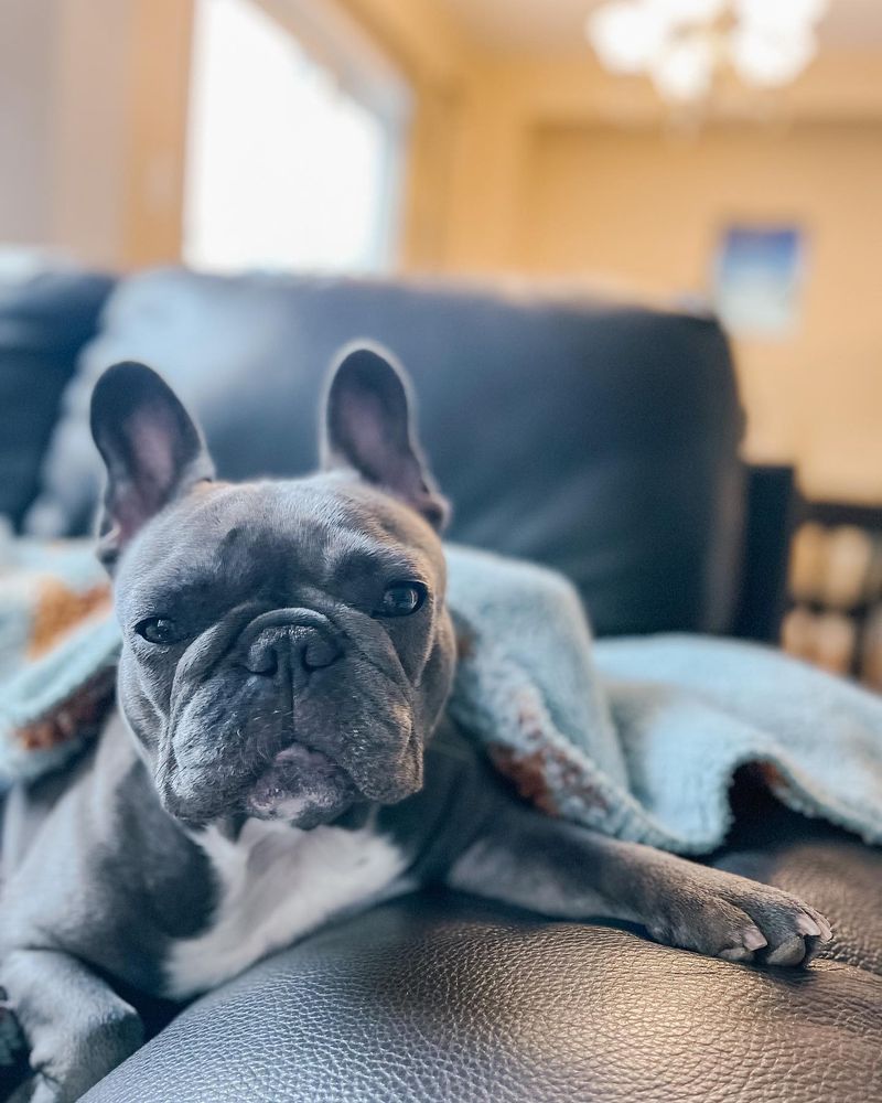 Luna, the Celebrity Pet Influencer