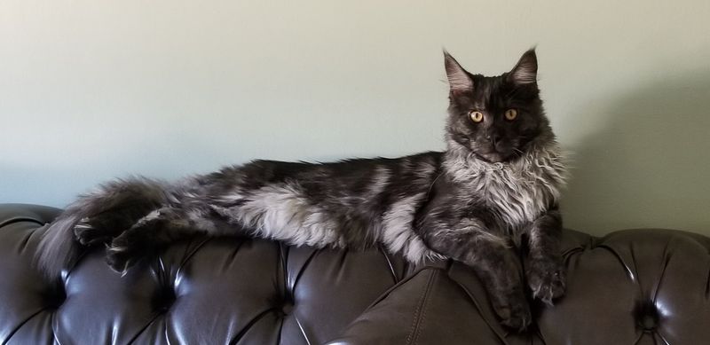 Luxurious Tail