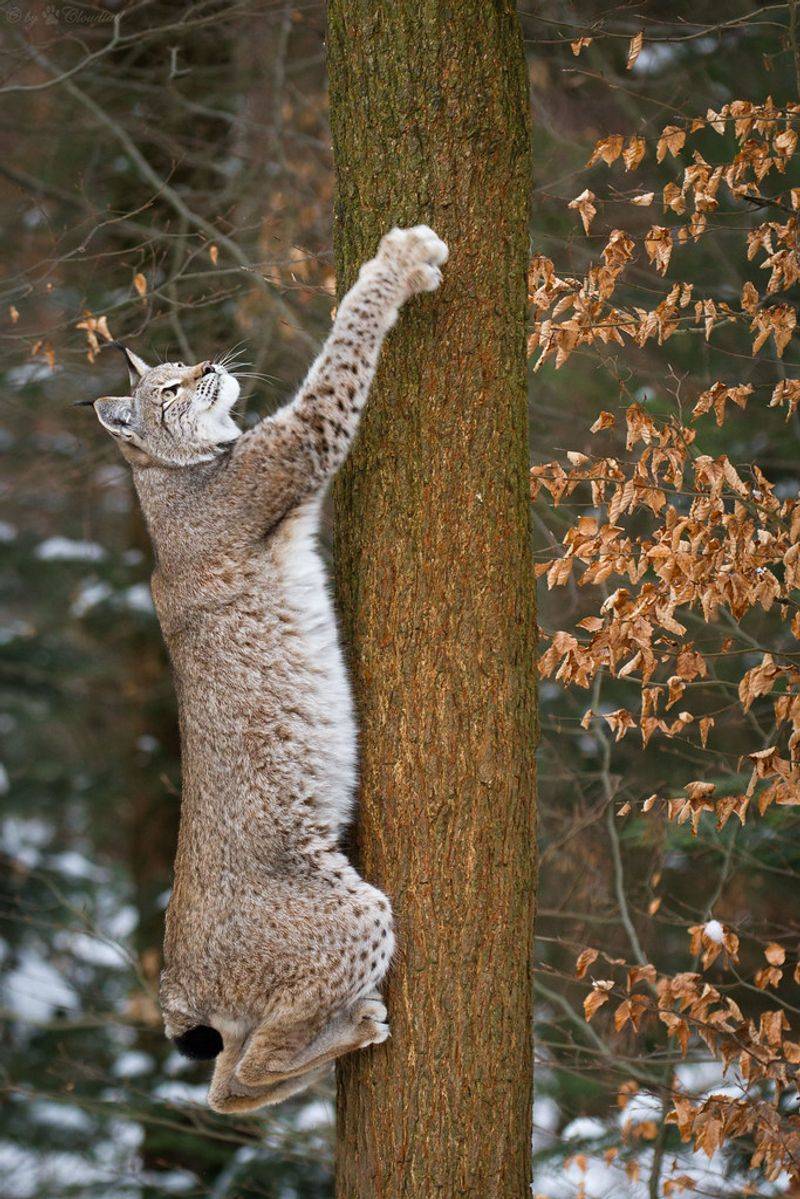 Lynx