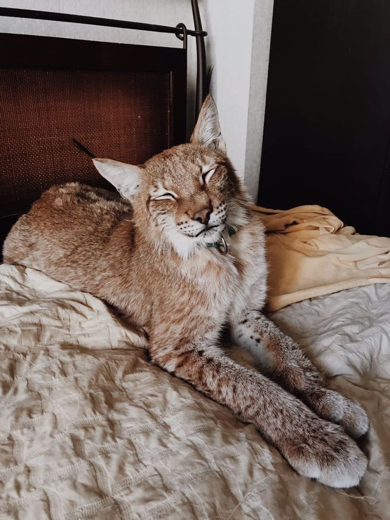Lynx